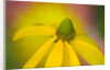 Close-up of Yellow Coneflower by Anonymous