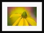Close-up of Yellow Coneflower by Anonymous