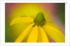 Close-up of Yellow Coneflower by Anonymous