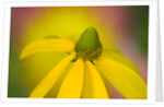 Close-up of Yellow Coneflower by Anonymous