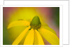Close-up of Yellow Coneflower by Anonymous