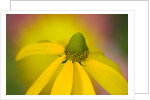 Close-up of Yellow Coneflower by Anonymous