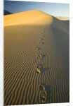 Footprints in Sand Dunes by Anonymous