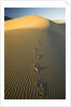 Footprints in Sand Dunes by Anonymous