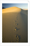 Footprints in Sand Dunes by Anonymous