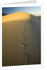 Footprints in Sand Dunes by Anonymous