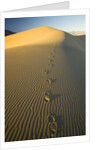 Footprints in Sand Dunes by Anonymous