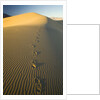 Footprints in Sand Dunes by Anonymous