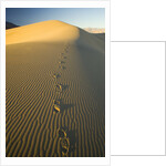 Footprints in Sand Dunes by Anonymous