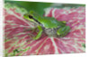 Pacific Tree Frog on Caladium Leaf by Anonymous