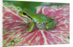 Pacific Tree Frog on Caladium Leaf by Anonymous