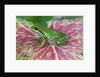 Pacific Tree Frog on Caladium Leaf by Anonymous