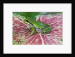Pacific Tree Frog on Caladium Leaf by Anonymous