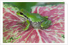 Pacific Tree Frog on Caladium Leaf by Anonymous