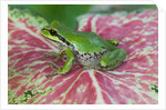 Pacific Tree Frog on Caladium Leaf by Anonymous
