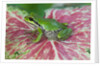 Pacific Tree Frog on Caladium Leaf by Anonymous