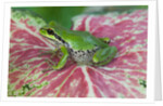 Pacific Tree Frog on Caladium Leaf by Anonymous