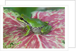 Pacific Tree Frog on Caladium Leaf by Anonymous