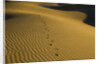 Footprints in Sand Dunes by Anonymous