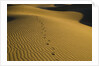 Footprints in Sand Dunes by Anonymous