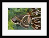 Cecropia Moth on Mushroom-Covered Tree by Anonymous