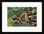 Cecropia Moth on Mushroom-Covered Tree by Anonymous