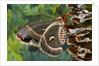 Cecropia Moth on Mushroom-Covered Tree by Anonymous