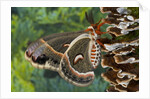 Cecropia Moth on Mushroom-Covered Tree by Anonymous