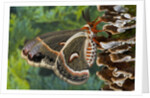 Cecropia Moth on Mushroom-Covered Tree by Anonymous