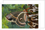 Cecropia Moth on Mushroom-Covered Tree by Anonymous