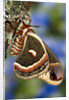 Cecropia Moth on Lichen-Covered Tree by Anonymous