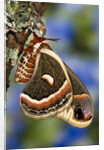 Cecropia Moth on Lichen-Covered Tree by Anonymous