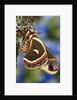 Cecropia Moth on Lichen-Covered Tree by Anonymous