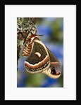 Cecropia Moth on Lichen-Covered Tree by Anonymous