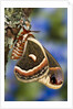 Cecropia Moth on Lichen-Covered Tree by Anonymous