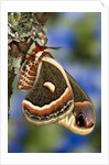 Cecropia Moth on Lichen-Covered Tree by Anonymous