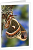 Cecropia Moth on Lichen-Covered Tree by Anonymous