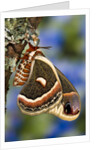Cecropia Moth on Lichen-Covered Tree by Anonymous
