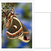 Cecropia Moth on Lichen-Covered Tree by Anonymous