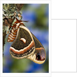 Cecropia Moth on Lichen-Covered Tree by Anonymous