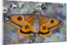 Calosaturnia Moth on Lichen-Covered Branch by Anonymous