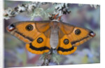 Calosaturnia Moth on Lichen-Covered Branch by Anonymous
