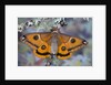 Calosaturnia Moth on Lichen-Covered Branch by Anonymous