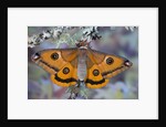 Calosaturnia Moth on Lichen-Covered Branch by Anonymous