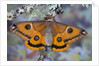 Calosaturnia Moth on Lichen-Covered Branch by Anonymous