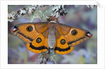 Calosaturnia Moth on Lichen-Covered Branch by Anonymous