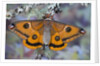 Calosaturnia Moth on Lichen-Covered Branch by Anonymous