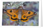 Calosaturnia Moth on Lichen-Covered Branch by Anonymous