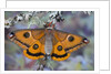Calosaturnia Moth on Lichen-Covered Branch by Anonymous