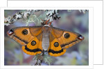 Calosaturnia Moth on Lichen-Covered Branch by Anonymous